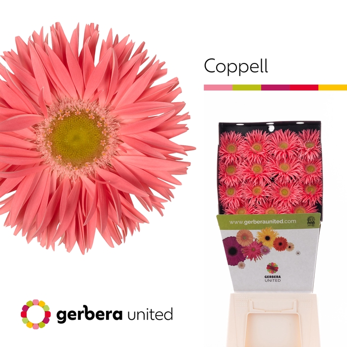 Gerbera Spider Coppell Diamond