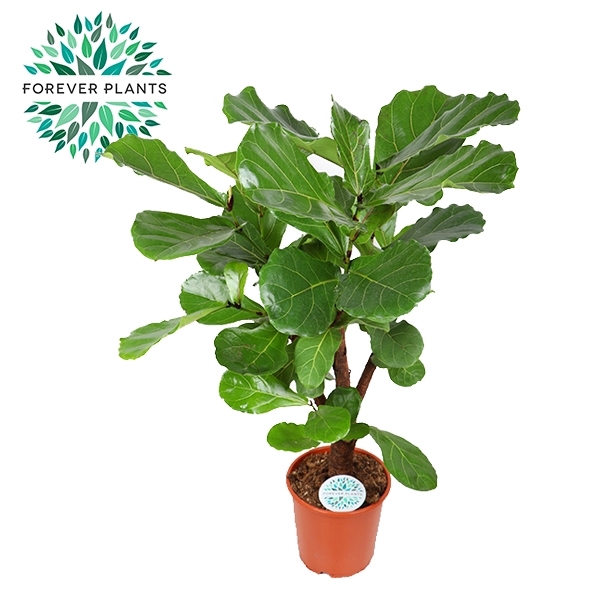 <h4>Ficus Lyrata Vertakt p24</h4>