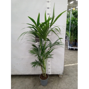 Howea forsteriana