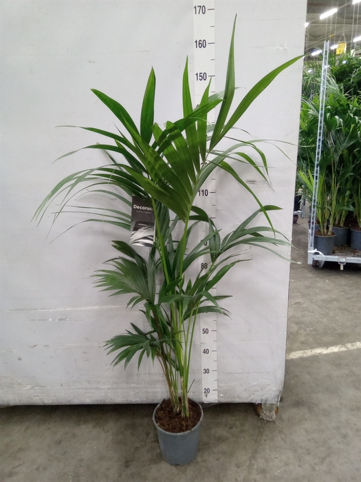 <h4>Howea forsteriana</h4>