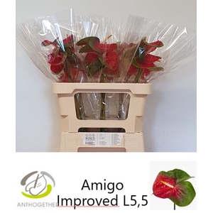 ANTH A AMIGO IMPROVE 30 OPZET