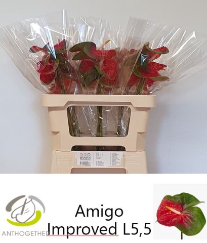 <h4>ANTH A AMIGO IMPROVE 30 OPZET</h4>