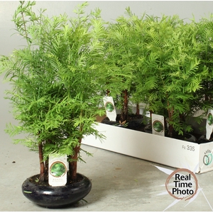 BONSAI OV