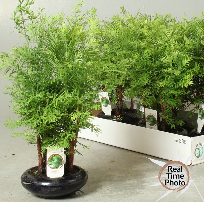 <h4>BONSAI OV</h4>