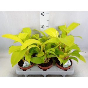 Philodendron  'Malay Gold'