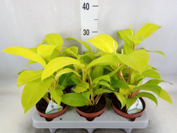 <h4>Philodendron  'Malay Gold'</h4>