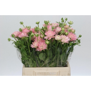 Ranunculus Moderna Venus