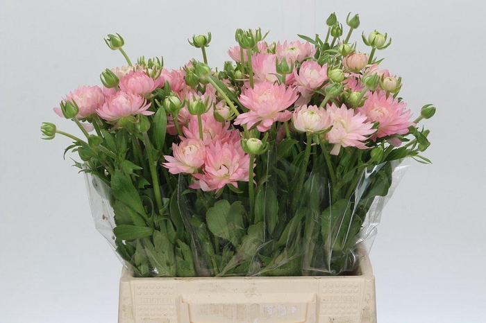 <h4>Ranunculus Moderna Venus</h4>