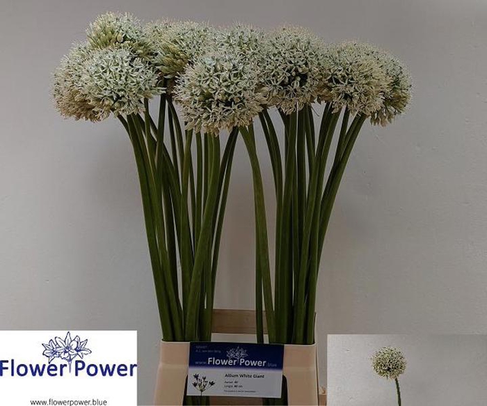 <h4>Allium White Giant Flower Power</h4>