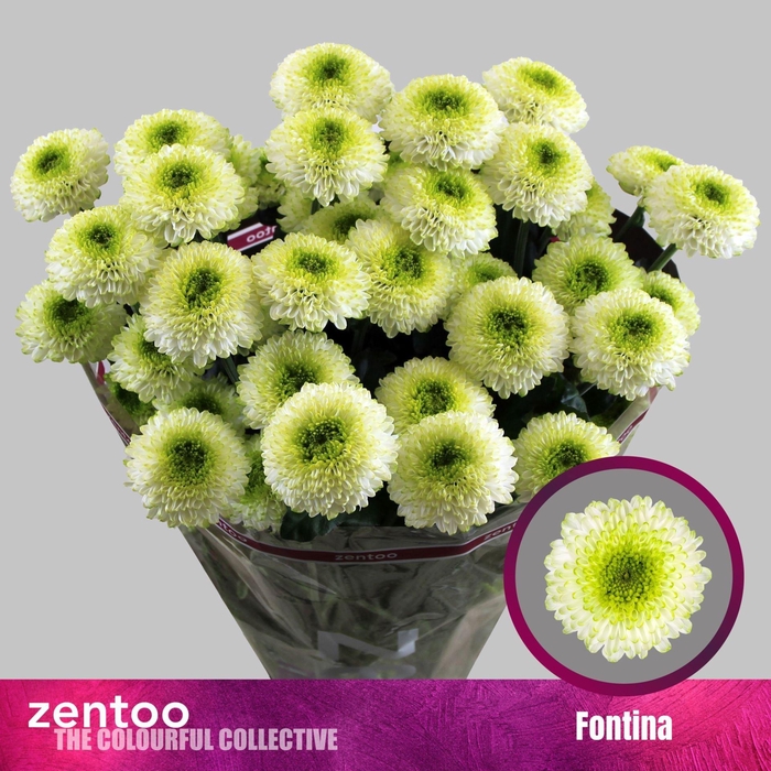 <h4>CHRYSANTHEMUM TR 'FONTINA'</h4>