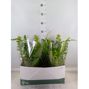 Epiphyllum anguliger