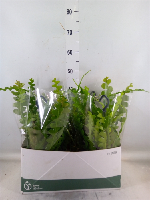 <h4>Epiphyllum anguliger</h4>