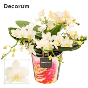 Phalaenopsis wit meer takken
