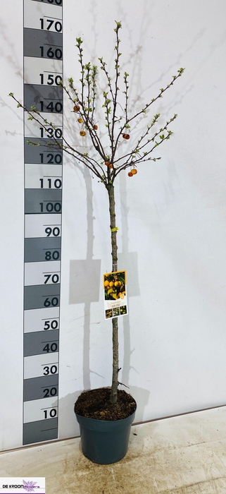 <h4>MALUS GOLDEN HORNET</h4>