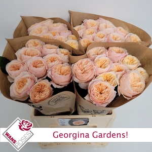 R GR GEORGI GARDENS!