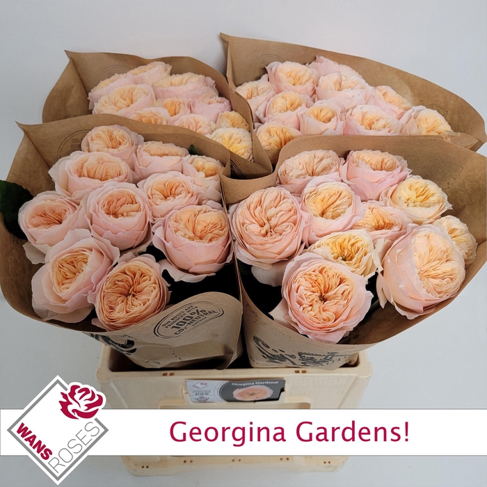 <h4>R GR GEORGI GARDENS!</h4>