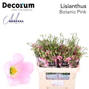 Lisianthus Botanic pink 75cm