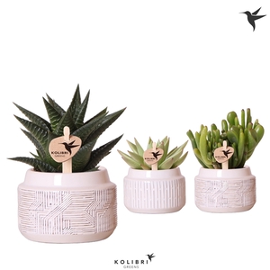 Kolibri Greens Succulenten mix in Maze pot white