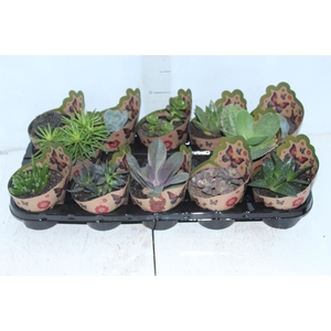 SUCULENTAS VARIADAS ESPECIAIS P11
