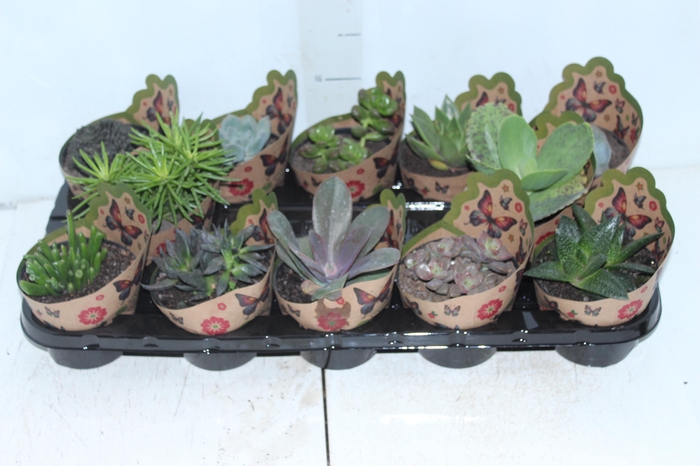 <h4>SUCULENTAS VARIADAS ESPECIAIS P11</h4>