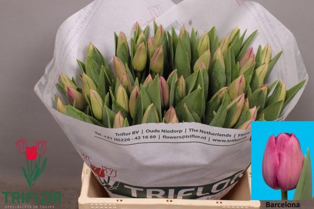 <h4>TU EN BARCELONA</h4>