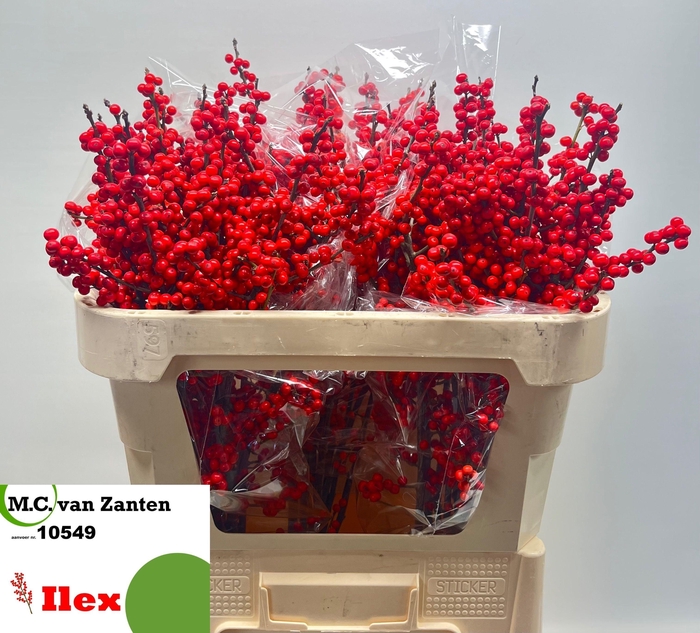 <h4>Ilex Ve Rode Bes</h4>