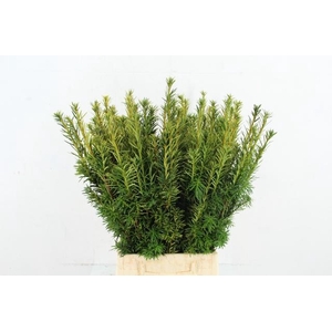 TAXUS YELLOW PER BUNCH