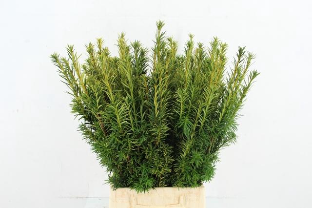 <h4>TAXUS YELLOW PER BUNCH</h4>
