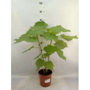 Sparrmannia africana
