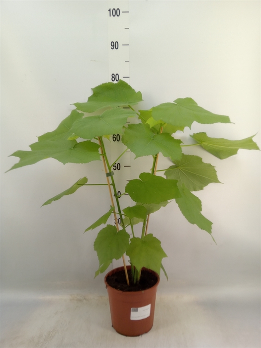<h4>Sparrmannia africana</h4>