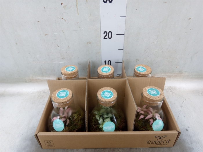 <h4>Arr.   Planten L%</h4>