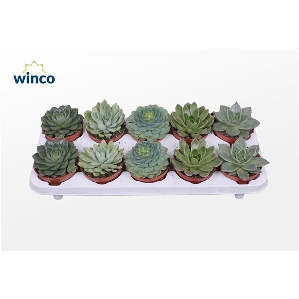 <h4>Echeveria Green Mix (5 Spcs.)</h4>
