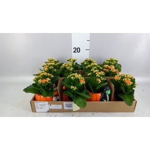 Arr. Planten L%