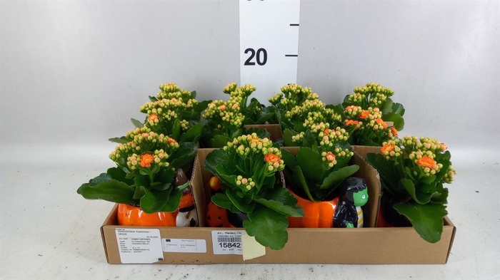 <h4>Arr.    Planten  L%</h4>