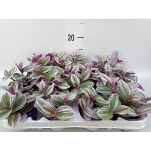 Tradescantia albif. 'Nanouk'