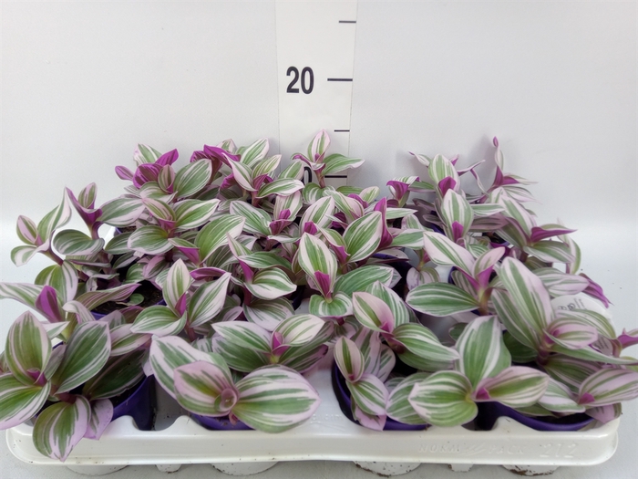<h4>Tradescantia albif. 'Nanouk'</h4>