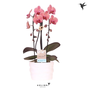 Kolibri Orchids Cascade Niagara Fall orange 2 spike in pot white with easy watering system