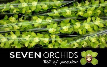 <h4>Cymb T Dino Talos</h4>