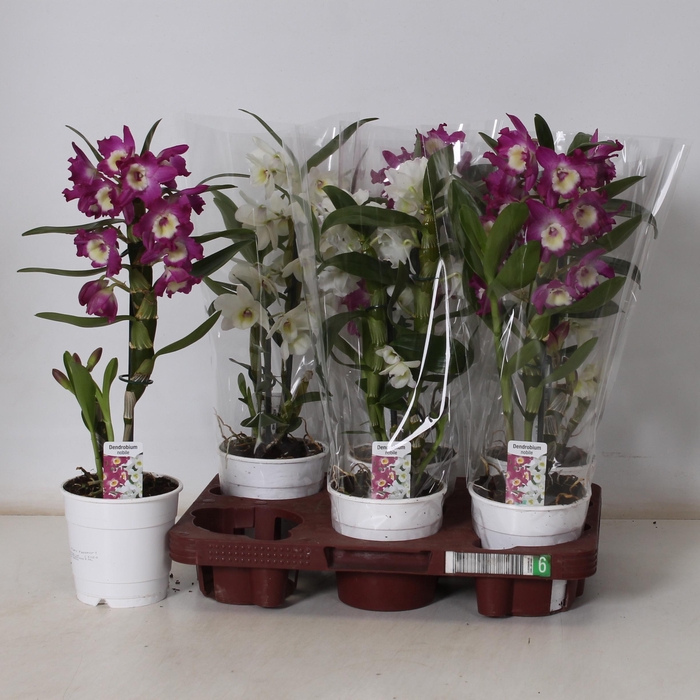 <h4>DENDR N GEM</h4>