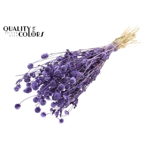 Gomphrena per bunch Milka