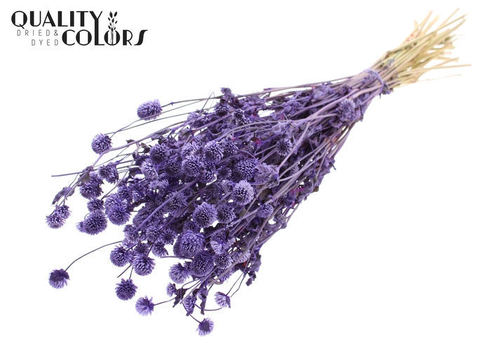 <h4>Gomphrena per bunch Milka</h4>