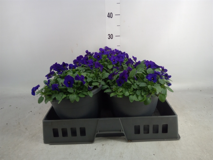 <h4>Viola corn. 'Evo Mini True Blue'</h4>