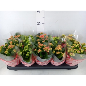 Kalanchoe blos.   ..rosebud mix  5