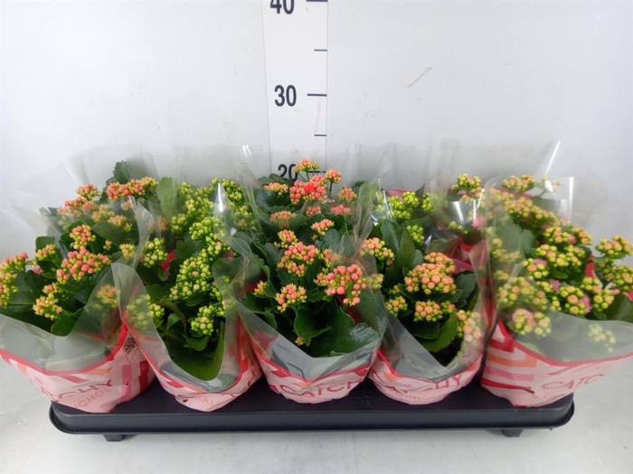 <h4>Kalanchoe blos.   ..rosebud mix  5</h4>