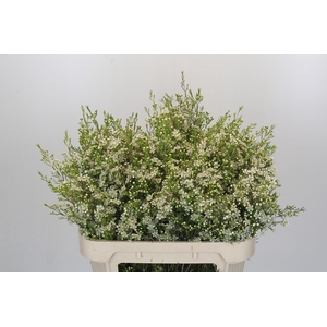 Chamelaucium Ofir