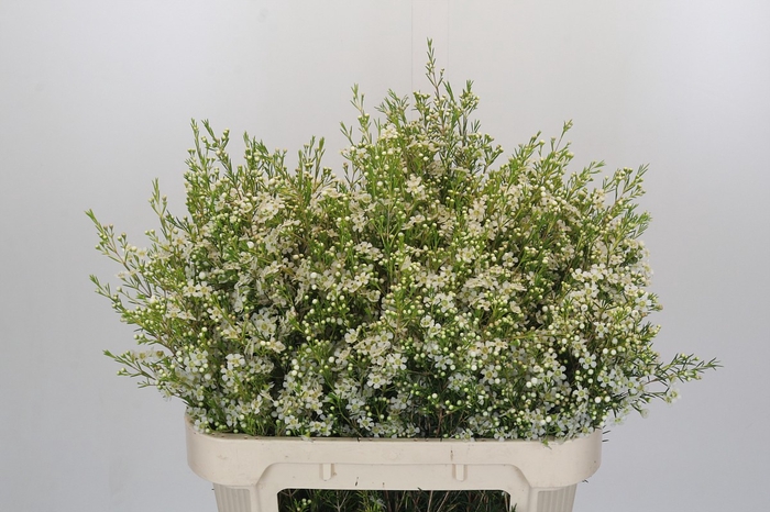 Chamelaucium Ofir