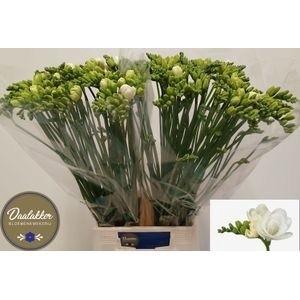 <h4>FR DU ESSENCE</h4>