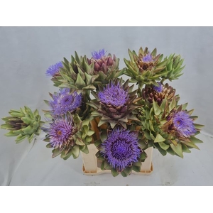 CYNARA SC GREEN GLOB