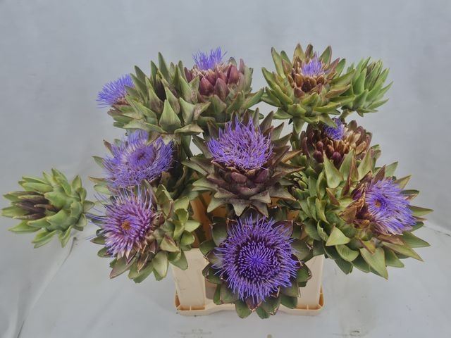 CYNARA SC GREEN GLOB