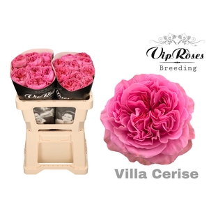 R GR VILLA CERISE